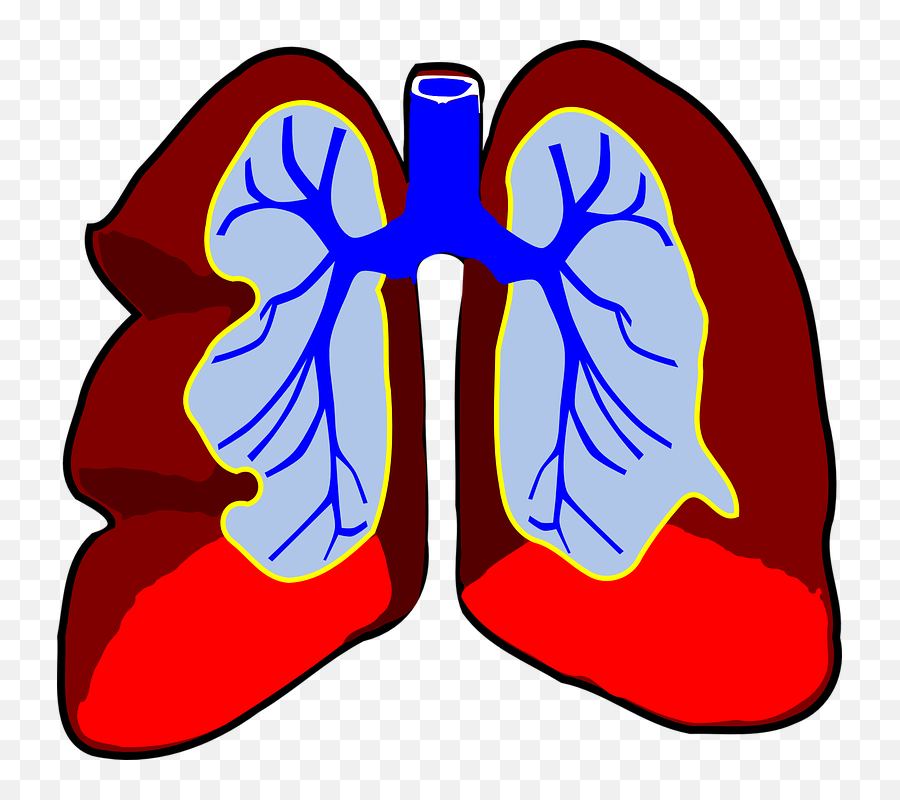 Lungs Clip Art At Clker - Lungs Animated Emoji,Lungs Clipart
