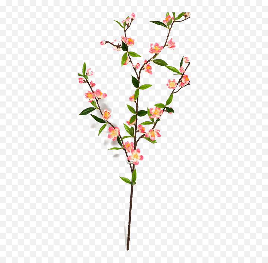 Gardenia Emoji,Cherry Blossom Branch Png