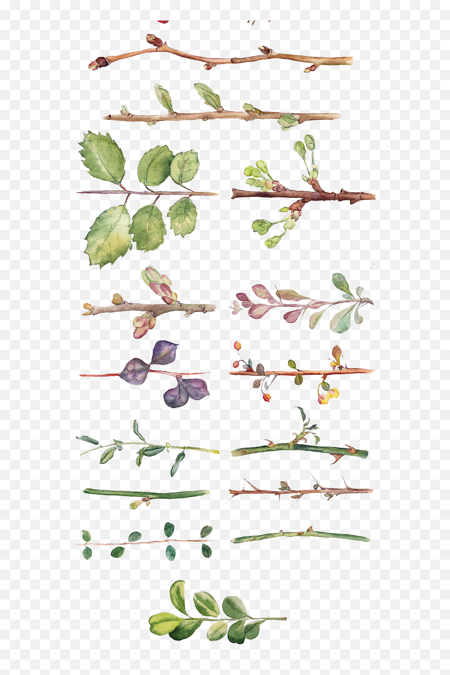 Watercolor Clipart Png - And All Flower Kinds Of Leaves Berry Emoji,Watercolor Clipart