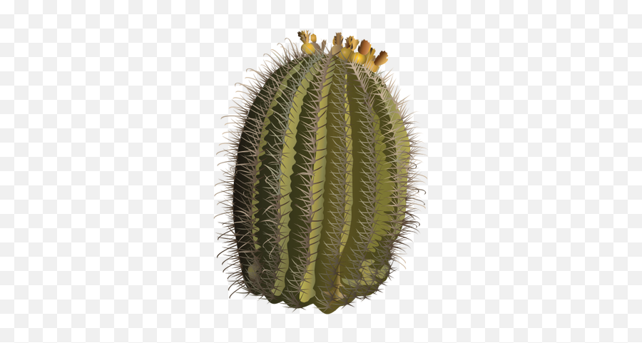 Cactus Transparent Png Cactus Free Picture Download - Free Hedgehog Cactus Png Emoji,Cactus Transparent Background