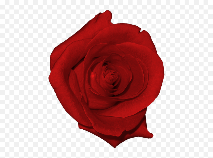 Download Real Flower Clip Art Png Image Emoji,Real Flower Png
