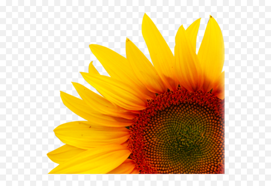 Sunflower Png Free Download 37 Emoji,Sunflower Png