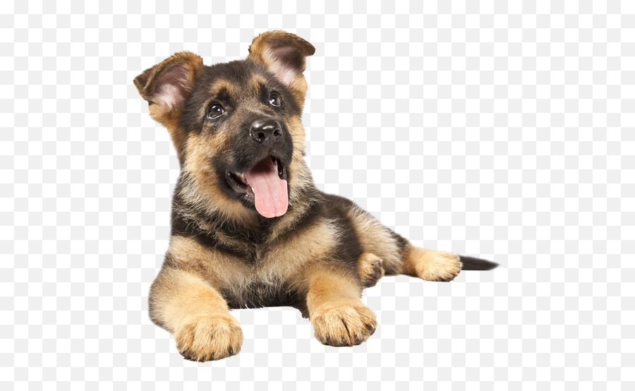 German Shepherd Puppy Emoji,German Shepherd Clipart
