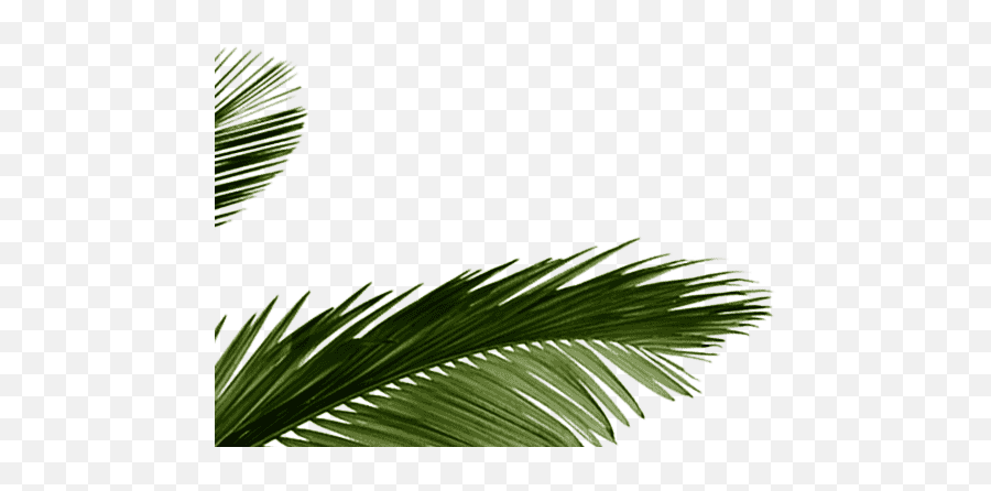 Palm Tree Leaves - Tropical Green Palm Leaves Png Emoji,Palm Leaves Png