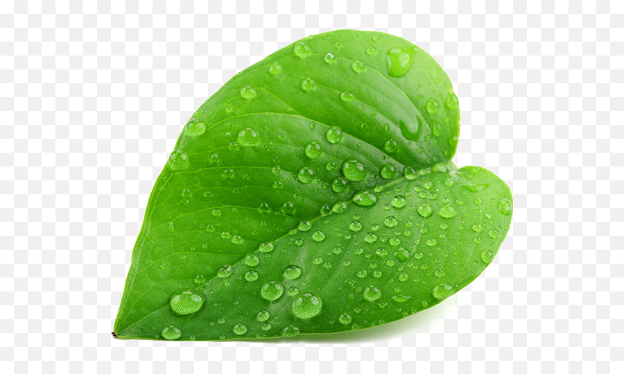 Green Leaf Png Transparent Background Free Download 38617 - Green Leaf With Water Droplets Emoji,Leaf Transparent Background