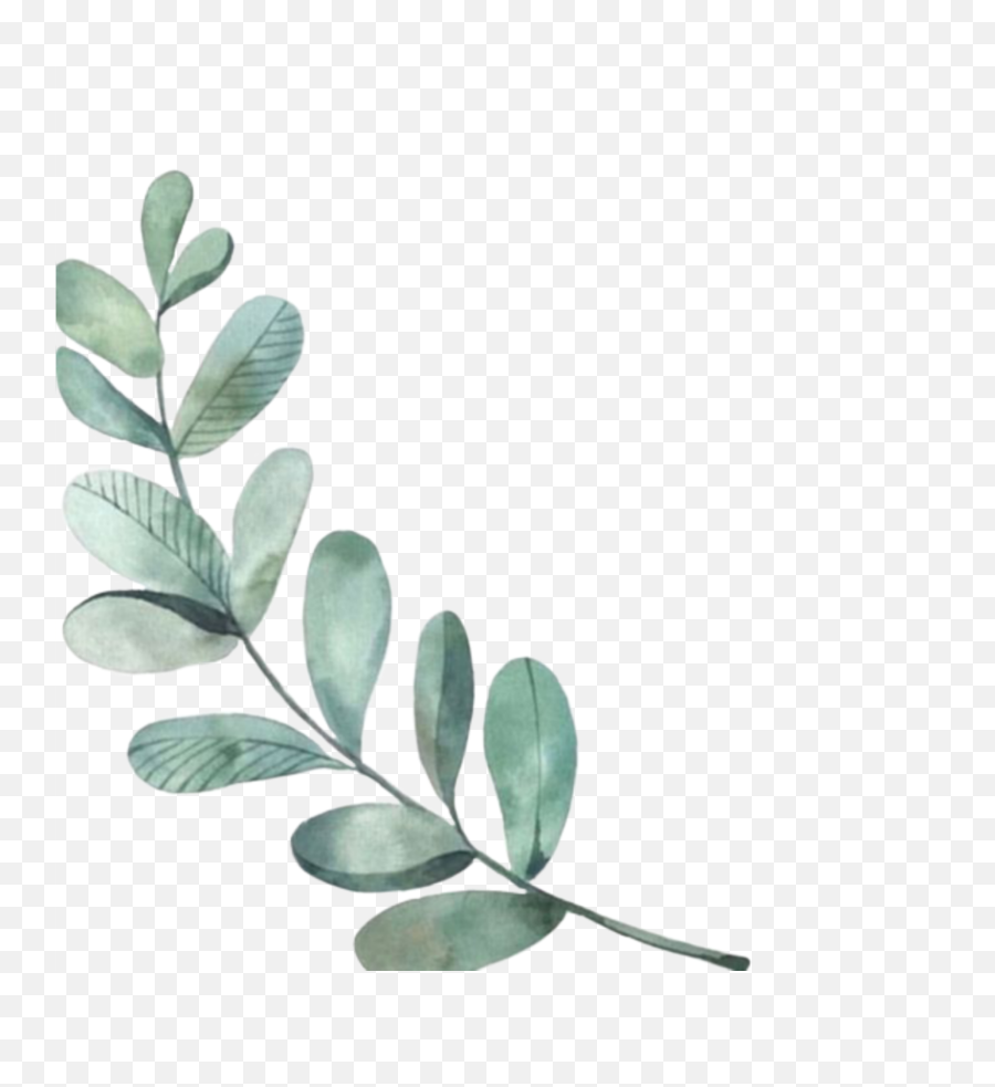 Png Overlays Leaves Leaf Watercolor Sticker By - Iphone Wallpaper Eucalyptus Emoji,Watercolor Leaves Png