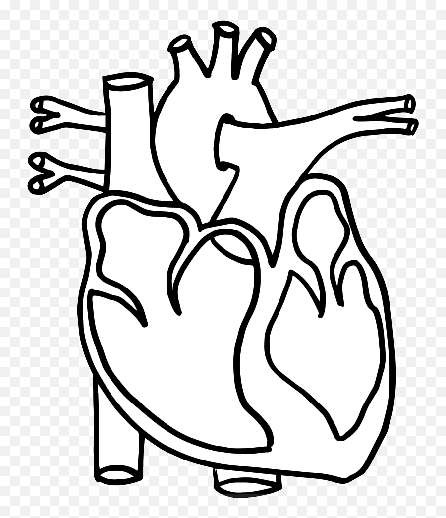 Human Heart Clipart Human Heart Anatomy Heart Anatomy - Body Part Heart Coloring Emoji,Heart Clipart