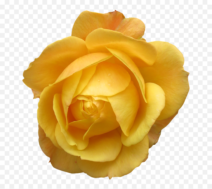 Yellow - Transparent Flower Images Yellow Emoji,Yellow Flower Transparent