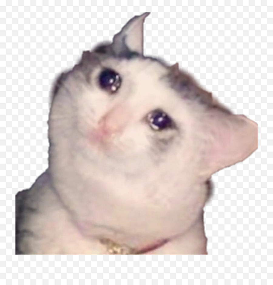 Grumpy Cat Png - Sad Cat Png Crying Cat 509478 Vippng Emoji,Grumpy Cat Clipart