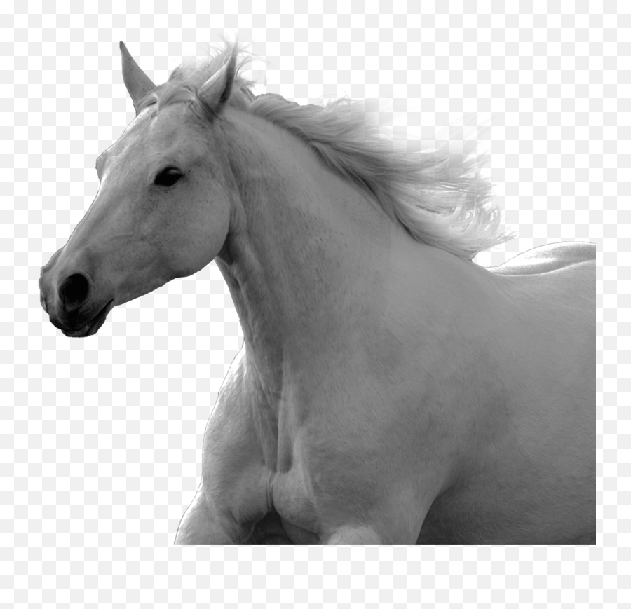 Home - Miller Ranch Emoji,White Horse Png