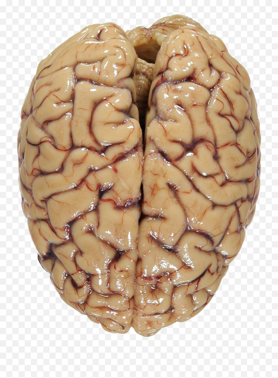Download Human Brain Png Svg Free - Human Brain Brain Top View Emoji,Brain Png