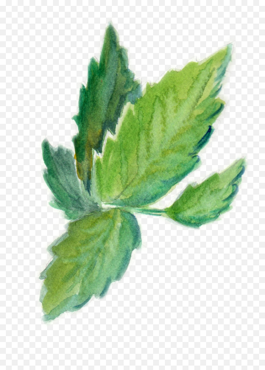 Barbees Bartending - Mint Leaf Emoji,Mint Png