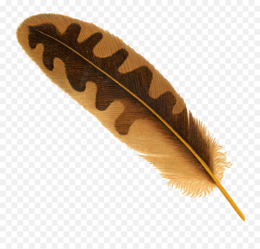 Feather Png Image - Transparent Owl Feather Png Emoji,Feather Png
