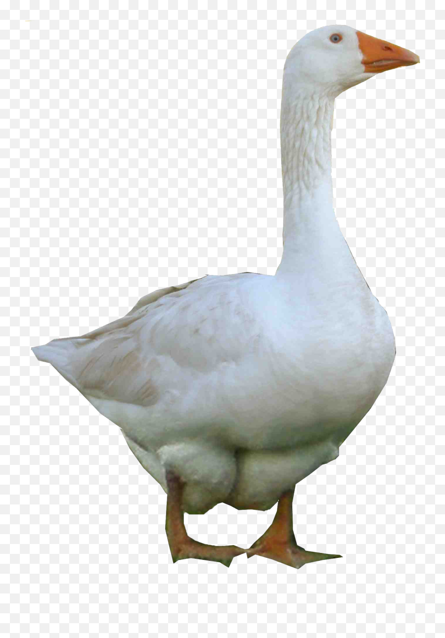 Goose Png Photo Goose Png Emoji,Goose Clipart