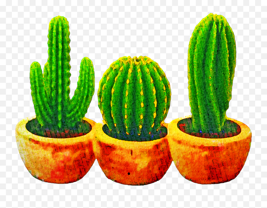 6000 Cactus Pictures U0026 Images Hd - Pixabay Imagens Suculentas E Cactos Emoji,Cactus Transparent Background