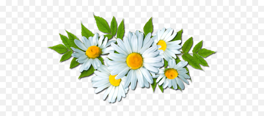 Daisy Clipart Flores - Camomile Png Transparent Cartoon Lovely Emoji,Daisy Clipart