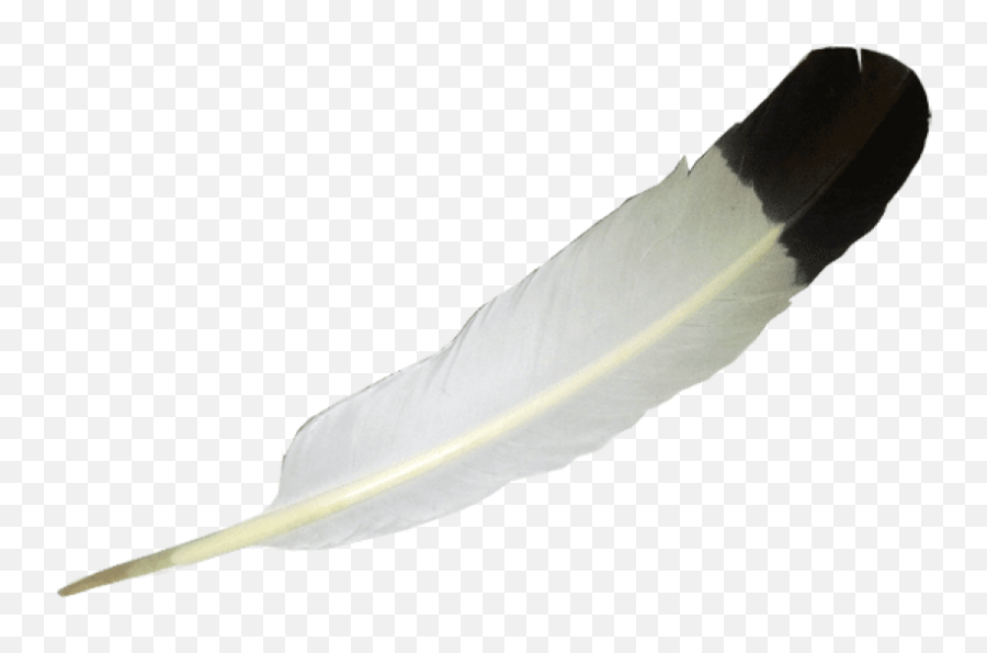 Download Feather Png - Transparent Background Eagle Feather Png Emoji,Eagle Feather Png