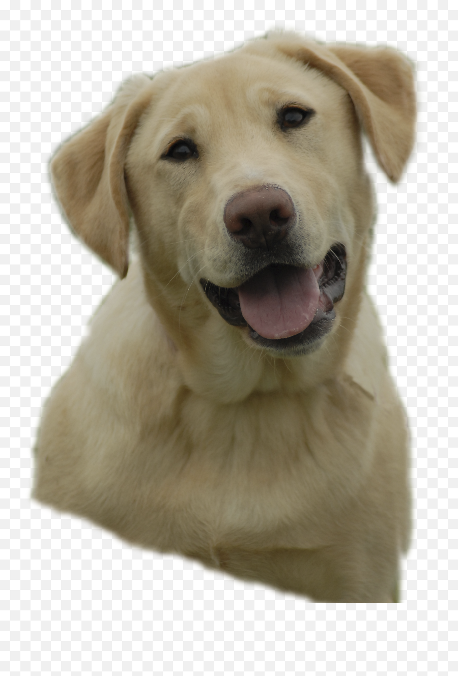 Labrador Retriever Png - Yellow Lab Transparent Png Emoji,Labrador Clipart