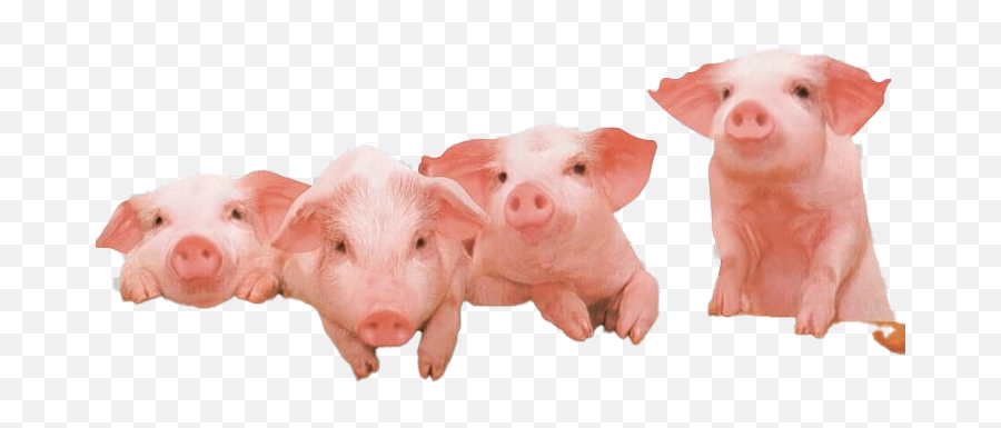 Farm Pig Png Free Download Png Arts Emoji,Farm Png