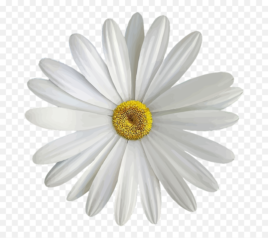 Marguerite White Bloom - Free Image On Pixabay Emoji,White Daisy Png