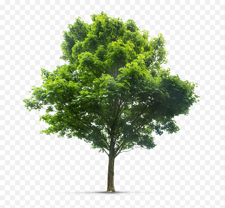 Hansenu0027s Tree Service Tree U0026 Plant Healthcare St Louis Emoji,Fallen Tree Clipart