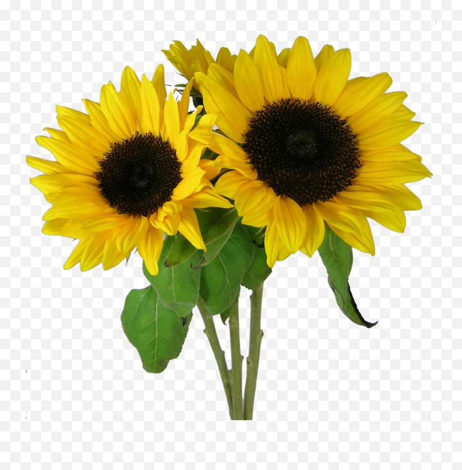 Sunflowers Desktop Wallpaper Clip Art - Transparent Background Sun Flowers Png Emoji,Sunflower Png