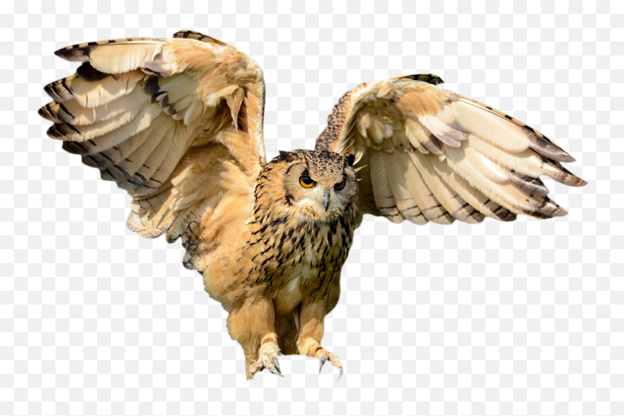 Animals Bird Owl Flying Wing Hunting Bird - Flying Owl Flying Transparent Owl Emoji,Owl Transparent Background
