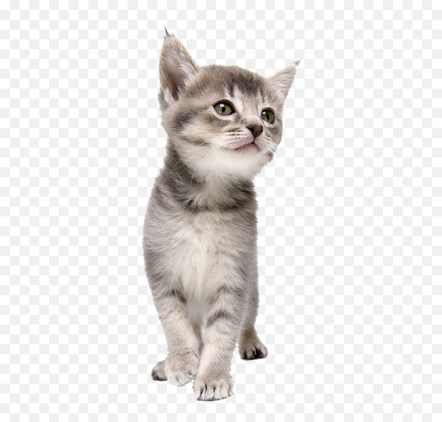 Download Pet Kitten Coreldraw Dog Cat Png Download Free - Collar Emoji,Free Clipart Dog