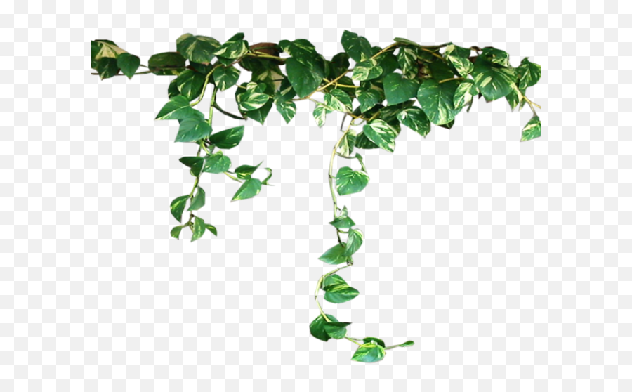 Download Ivy Clipart Pumpkin Vine Png - Aesthetic Plant Png Emoji,Pumpkin Vine Clipart