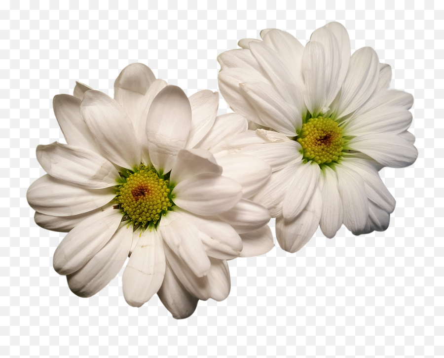 Canvas Print Exposed White Flowers Daisies Flower Heads Emoji,White Daisy Png