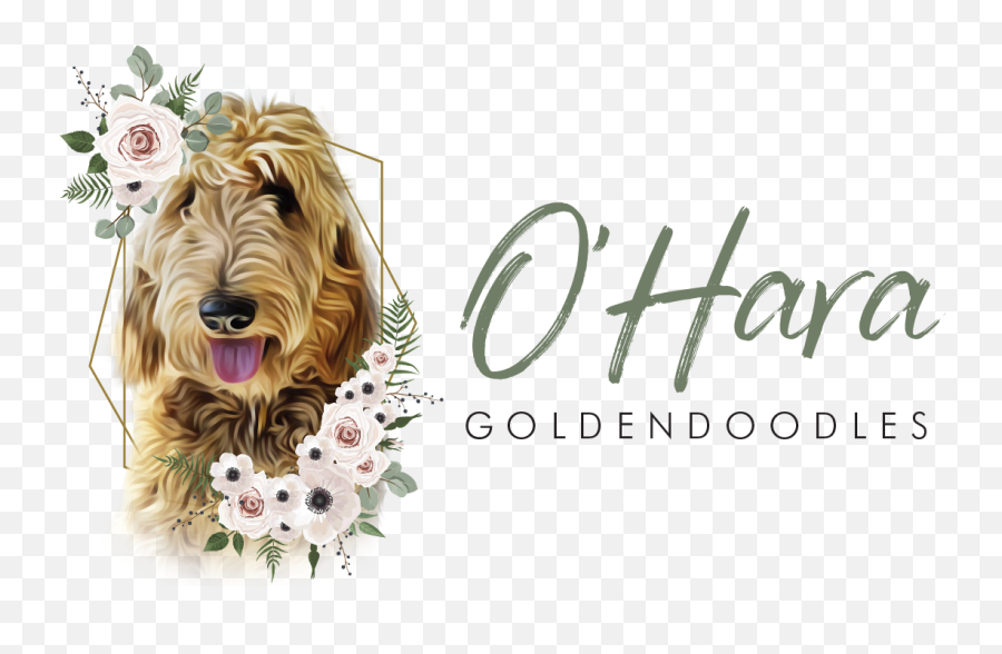 Ou0027hara Goldendoodles Emoji,Transparent Doodles