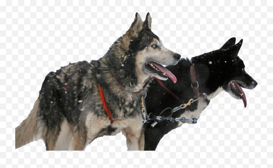 Husky Dog Transparent Background Png - Northern Breed Group Emoji,Dog Transparent