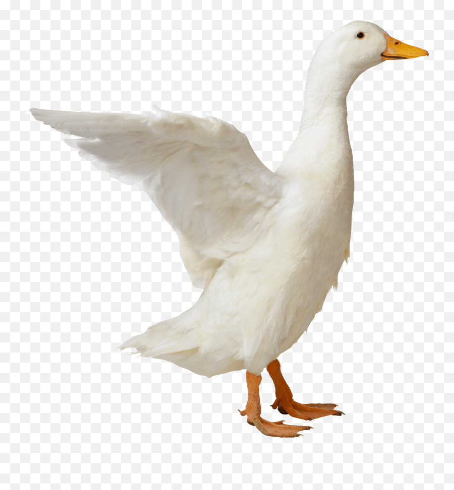 Transparent Geese - Duck Png Transparent Emoji,Goose Clipart