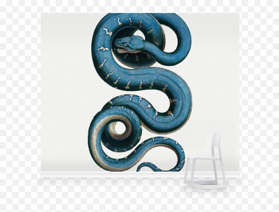 Serpent Wallpaper - 800x692 Wallpaper Teahubio Snake Wallpaper Art Emoji,Southside Serpents Logo