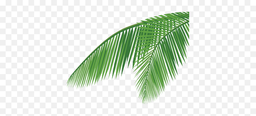 Palm Tree Leaf Png Home About Us - Coconut Leaves Vector Png Emoji,Palm Leaves Png
