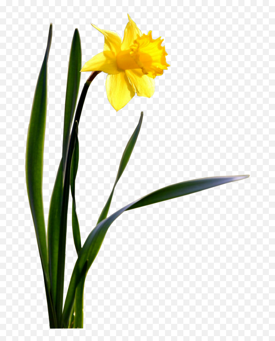 Daffodils Png Transparent Images Clipart - Full Size Clipart Daffodil Png Emoji,Daffodil Clipart