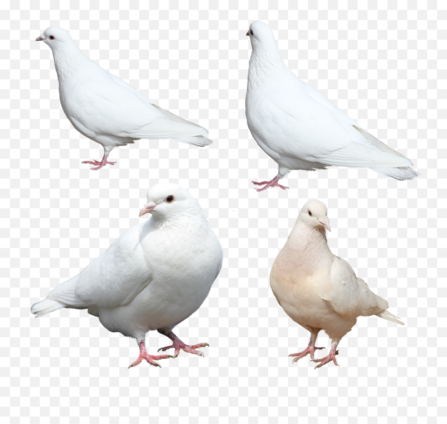 Dove Free Png Transparent Image And Clipart - White Bird Sitting Png Emoji,White Dove Png
