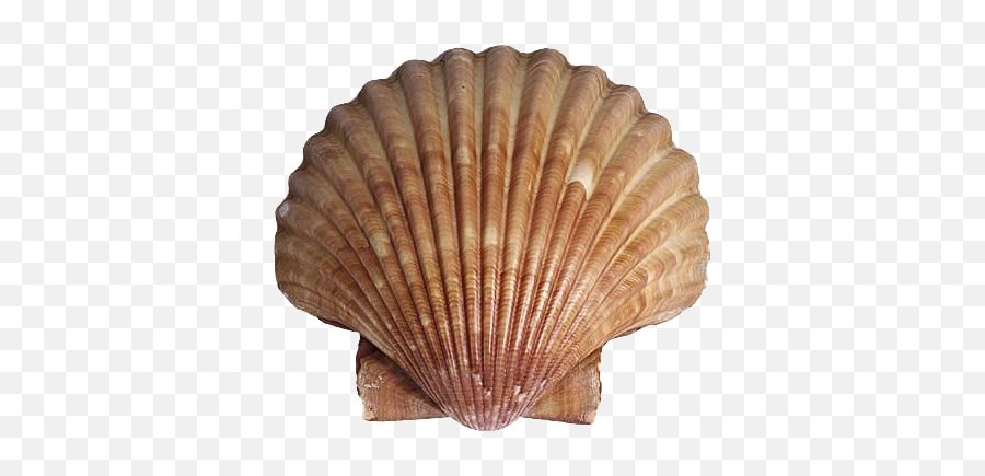 Animals That Have Shell Transparent Png - Scallop Shell Nz Emoji,Clam Png