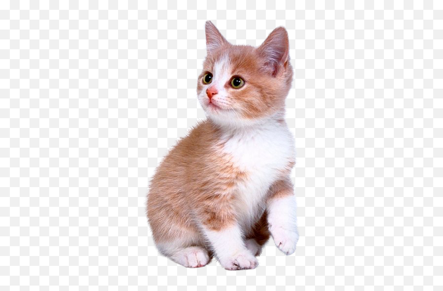 Cute Kitten Png Download - Kitten Png Emoji,Kitten Png