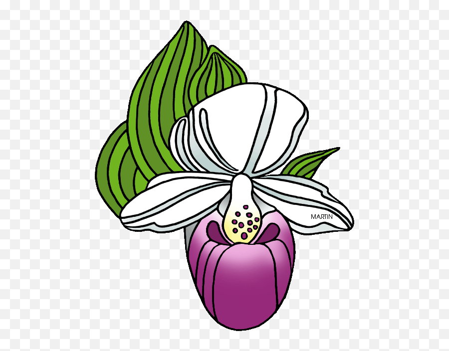 United States Clip Art By Phillip Martin State Wildflower - Showy Lady Slipper Clipart Emoji,Wildflower Clipart