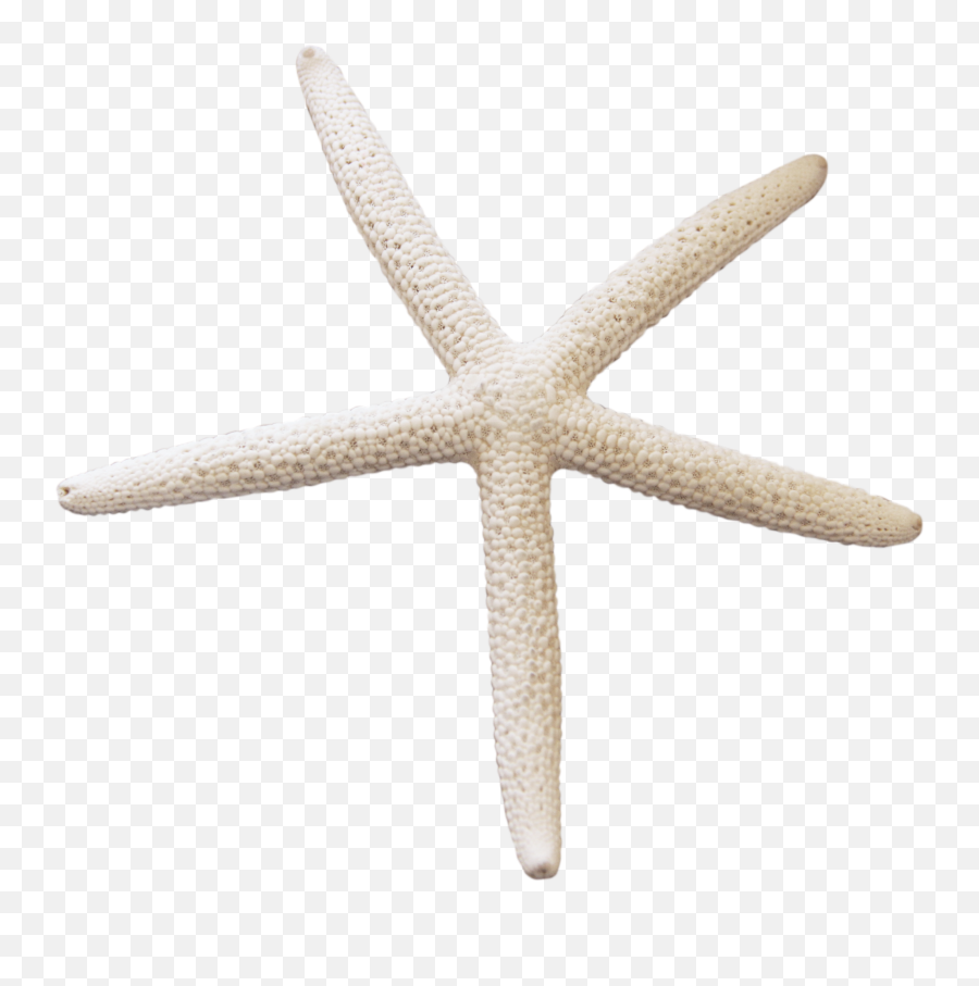 Starfish Png - Star Fish White Png Emoji,Star Fish Png