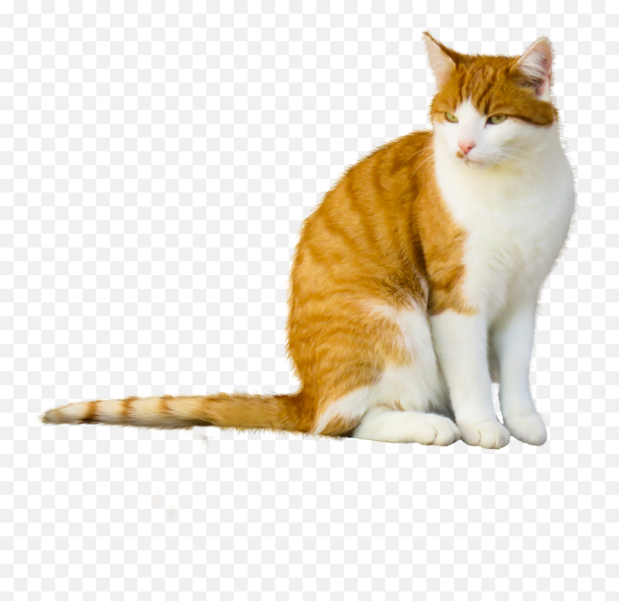 Transparent Cat Png Images - Cat Transparent Cut Out Emoji,Cats Png