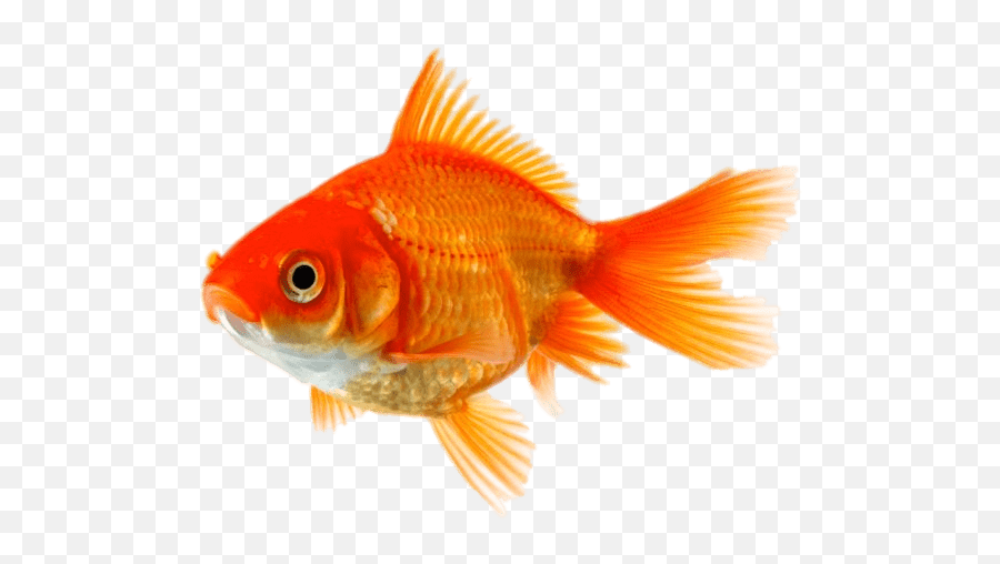 Goldfish Png - Gold Fish Hd Emoji,Gold Fish Png