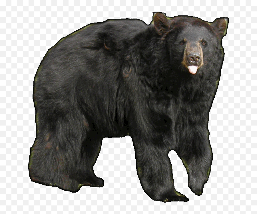 Home - Black Bear Image Transparent Emoji,Bear Transparent