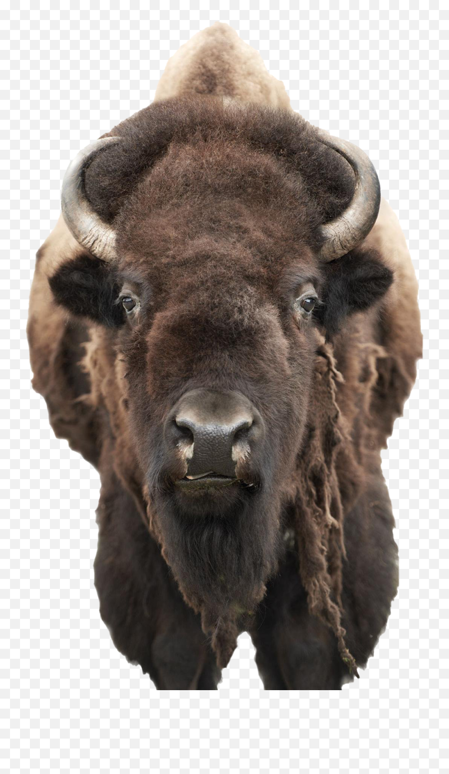 Bison Png Pic - Boulder Buffalo Emoji,Bison Png