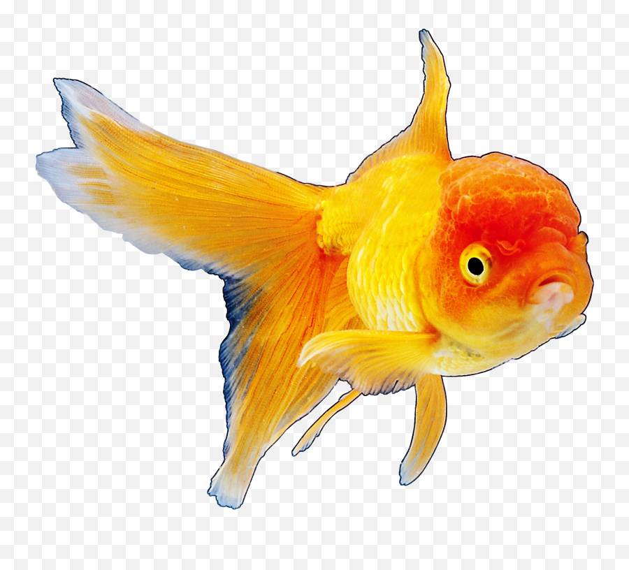 Realistic Goldfish Png Clipart Best Web Clipart - Fish Fish Realistic Transparent Clipart Emoji,Web Clipart