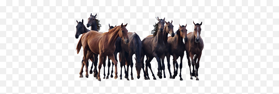 Andalusian Horse Colt Pony Stallion Emoji,Horses Png