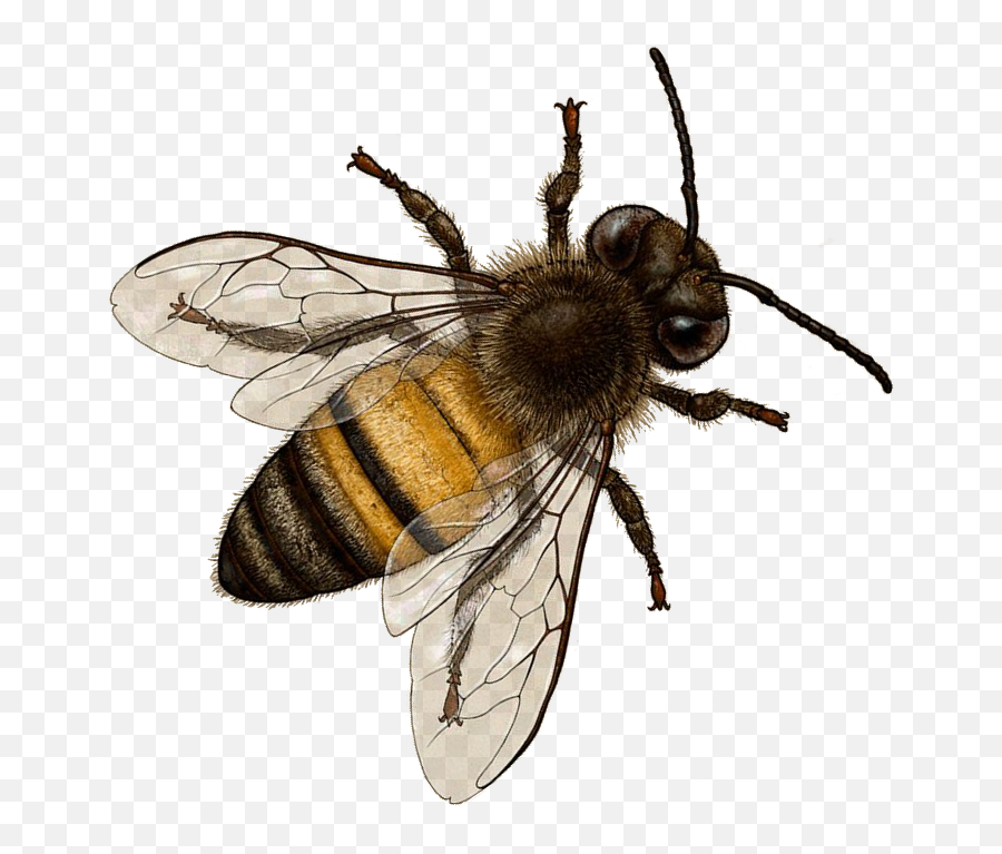 15 Bee Png Transparent For Free Download On Mbtskoudsalg - Bee Transparent Png Emoji,Free Bee Clipart