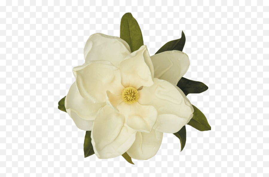 Magnolia White - S Magnolia Flower Transparent Emoji,White Flower Transparent
