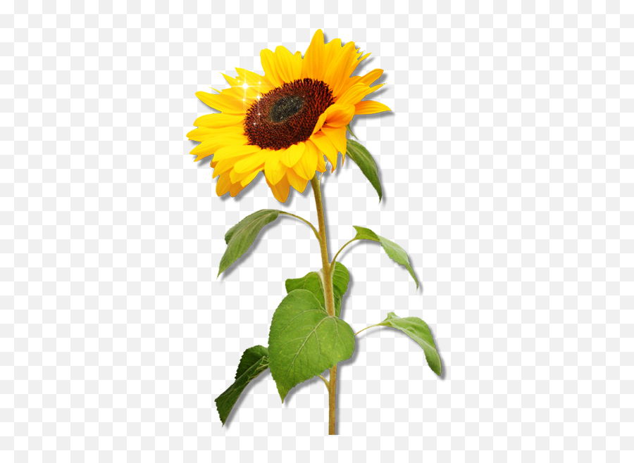 Download Png Transparent Background - Sunflower Clipart Png Emoji,Sunflower Png